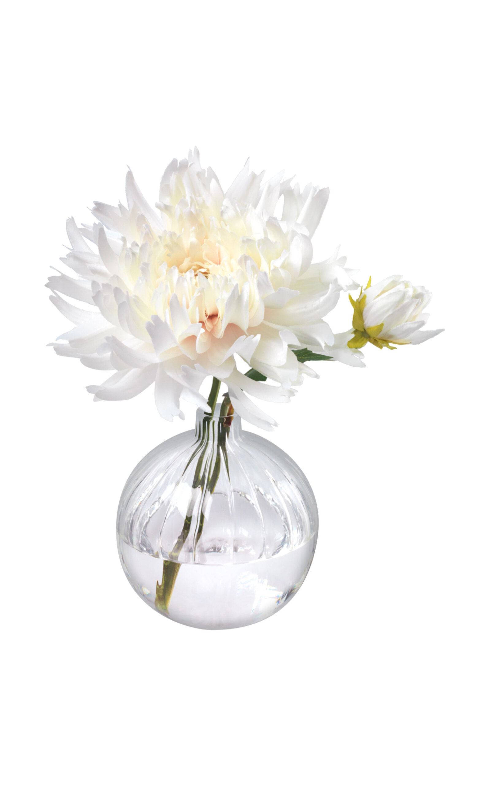 Diane James Designs Dahlia In Bud Vase In White
