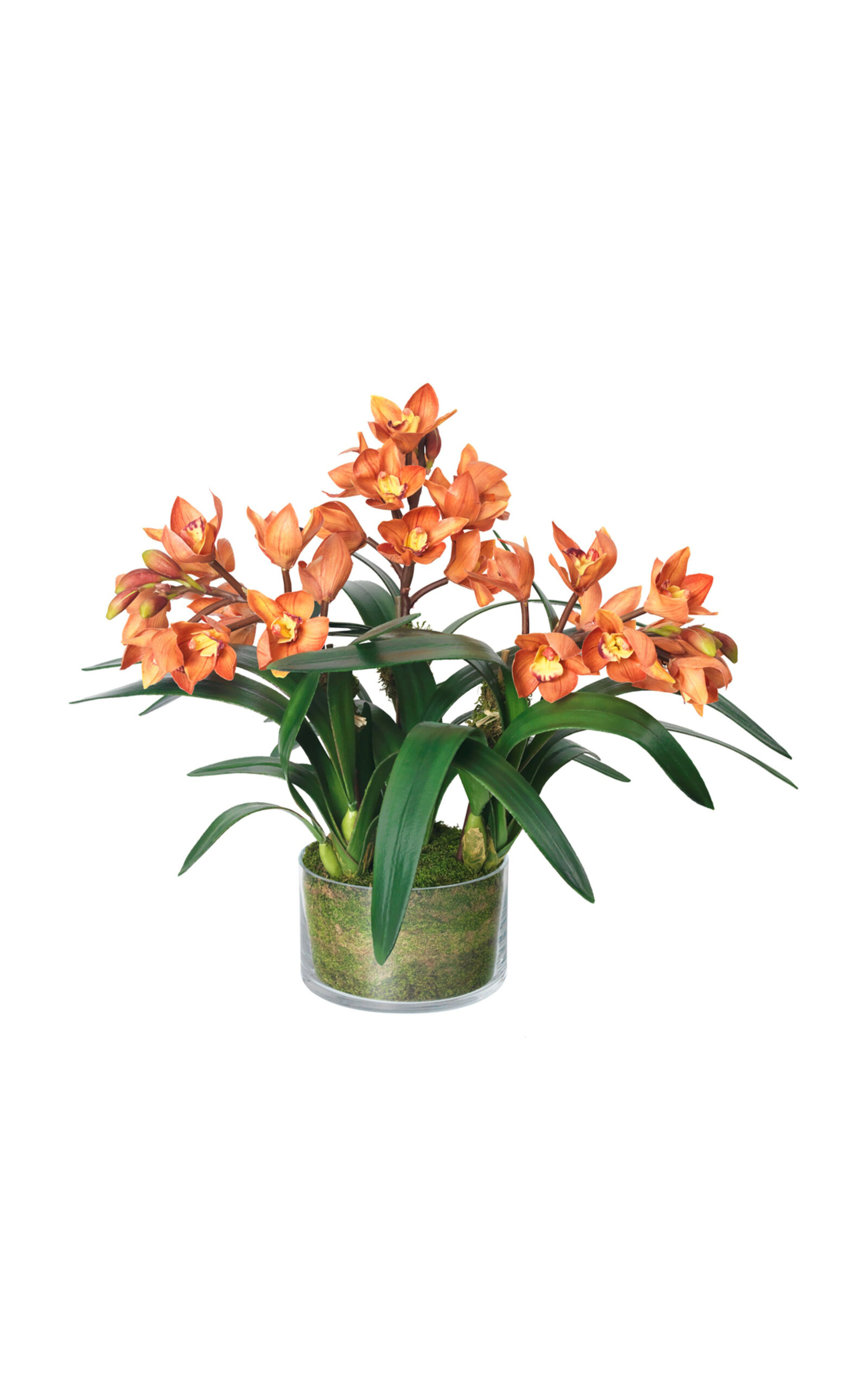 Diane James Designs Cymbidium Orchid In Glass Vase In Orange