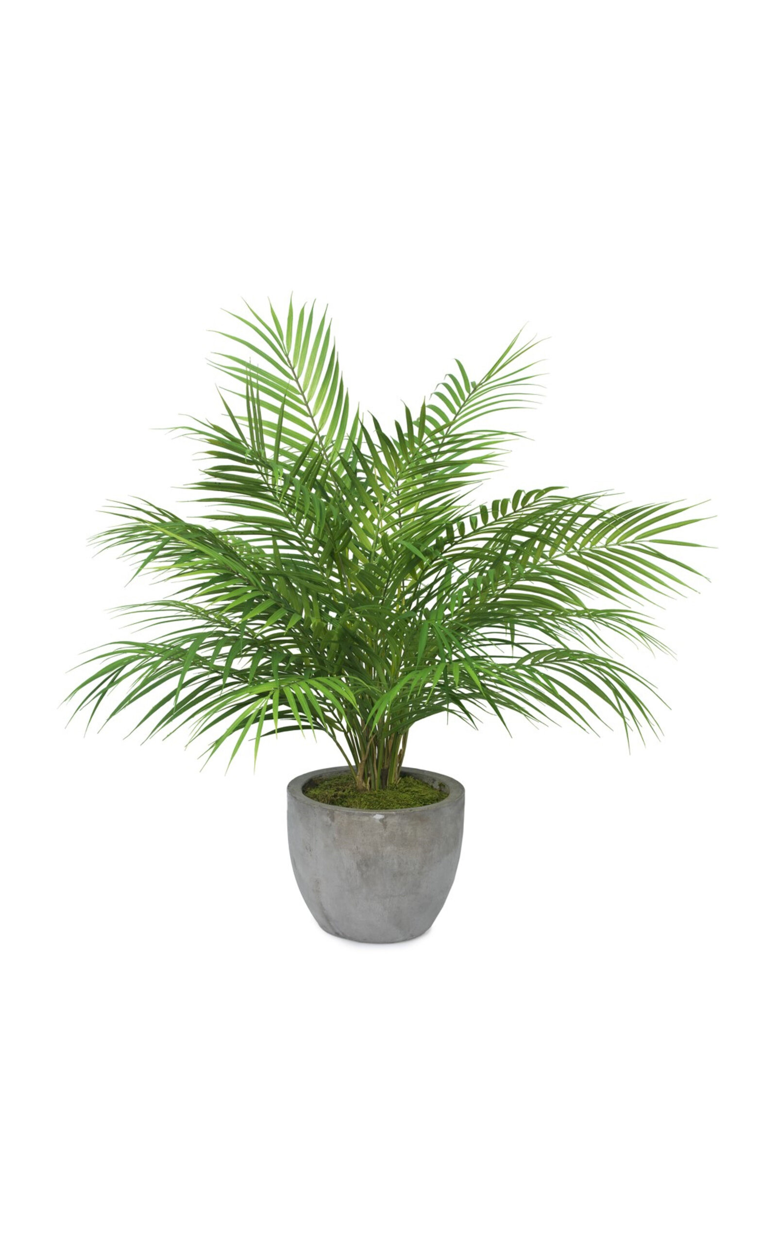 Diane James Designs Palm In Faux Cement Pot In Green