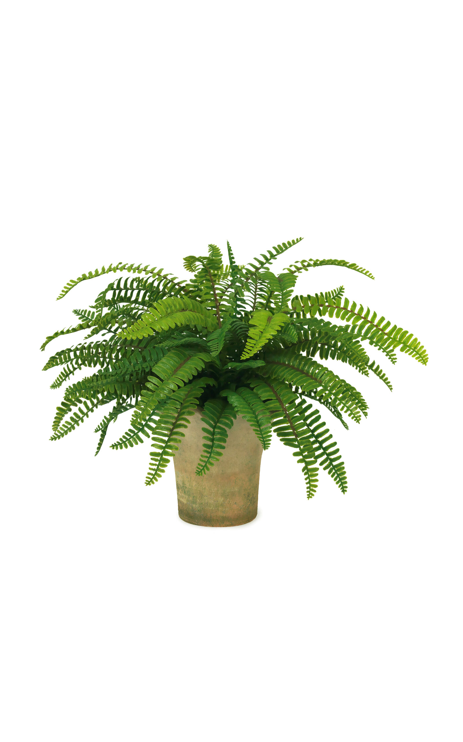 Diane James Designs Small Boston Fern In Scalloped Mossy Pot In Green
