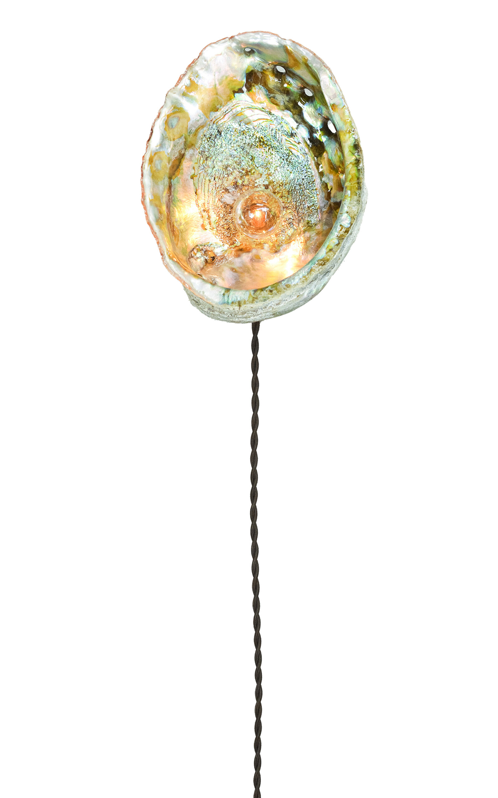 Tennant New York Abalone Siren's Sconce In Multi