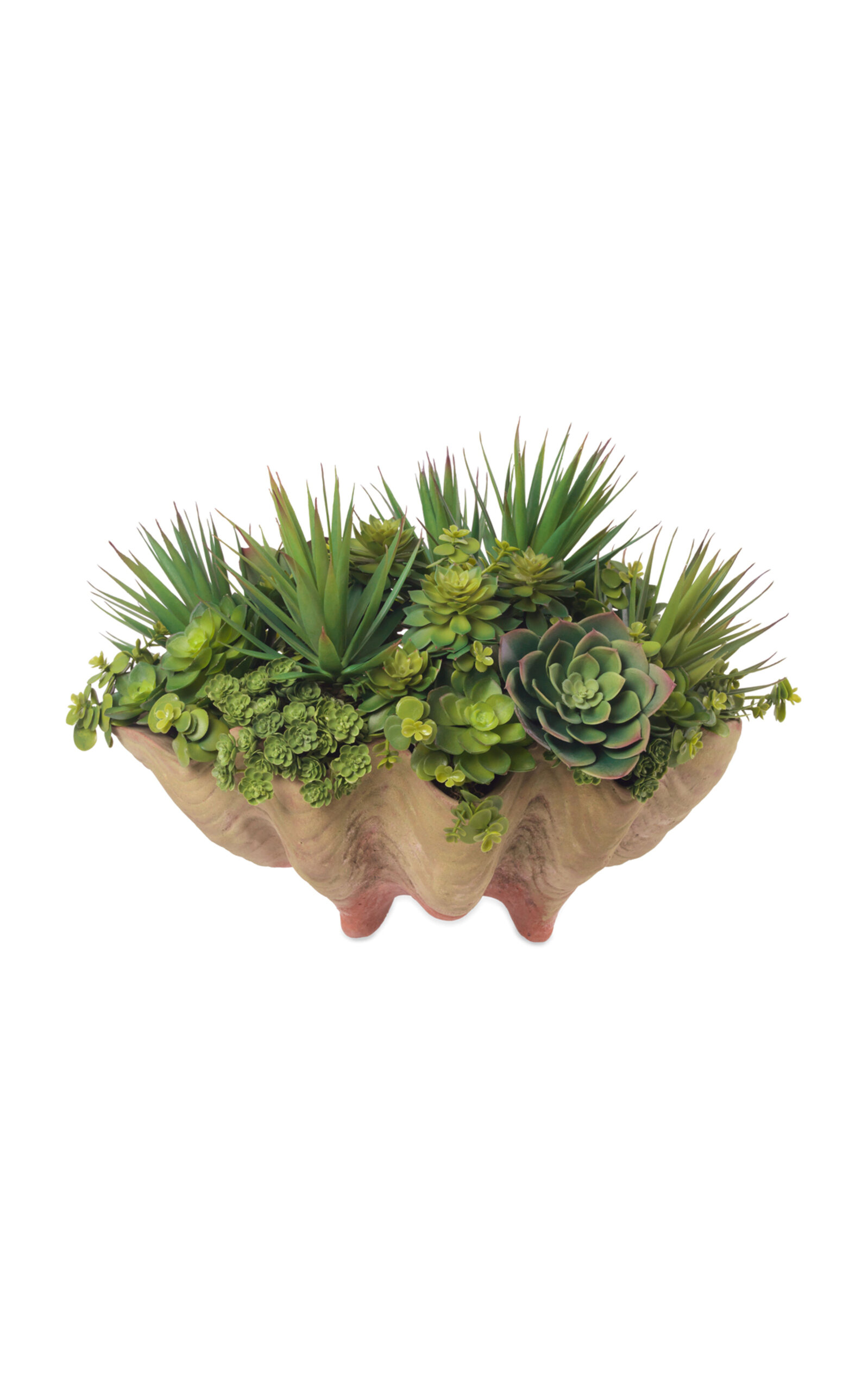Diane James Designs Echeveria In Mossy Conch Shell In Green