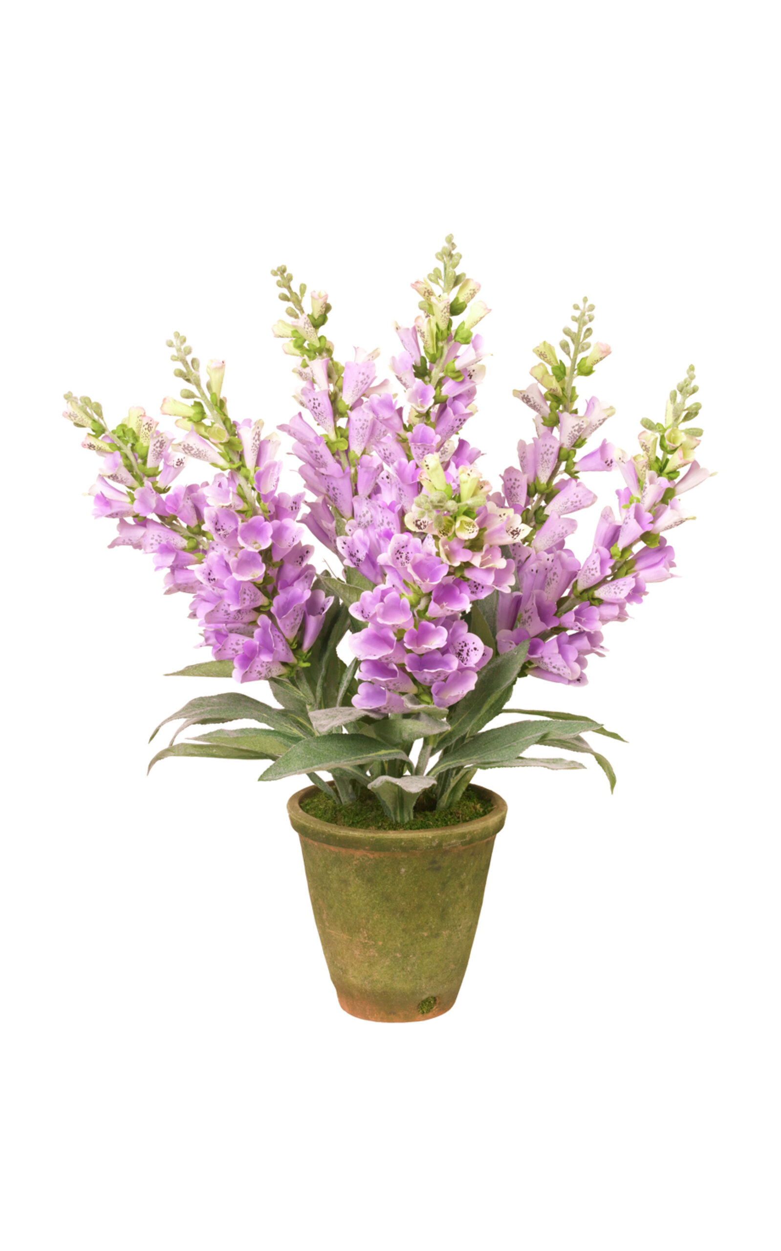 Diane James Designs Foxglove In Mossy Planter In Purple