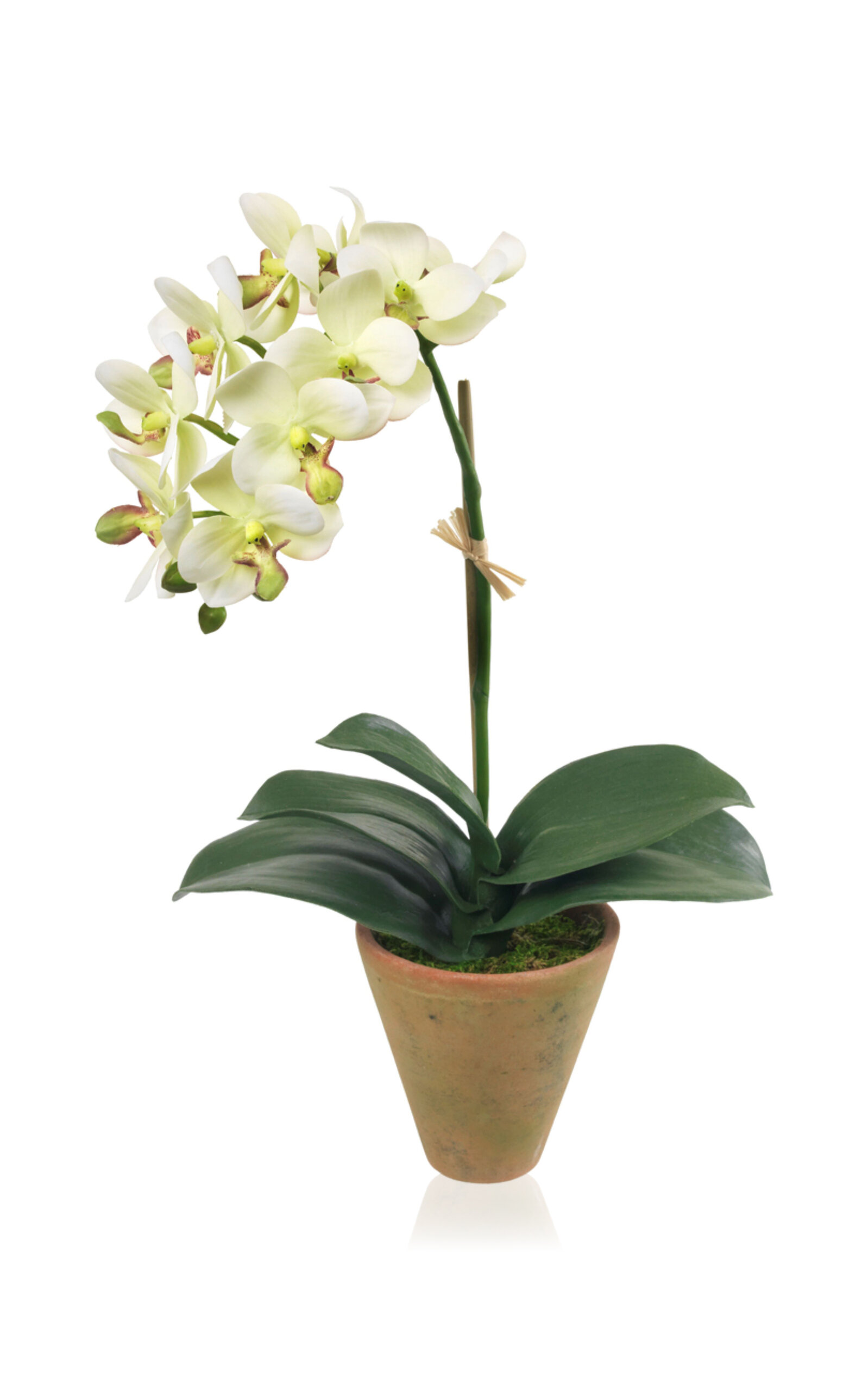 Diane James Designs Green Phalaenopsis Orchid In Mossy Pot In Green