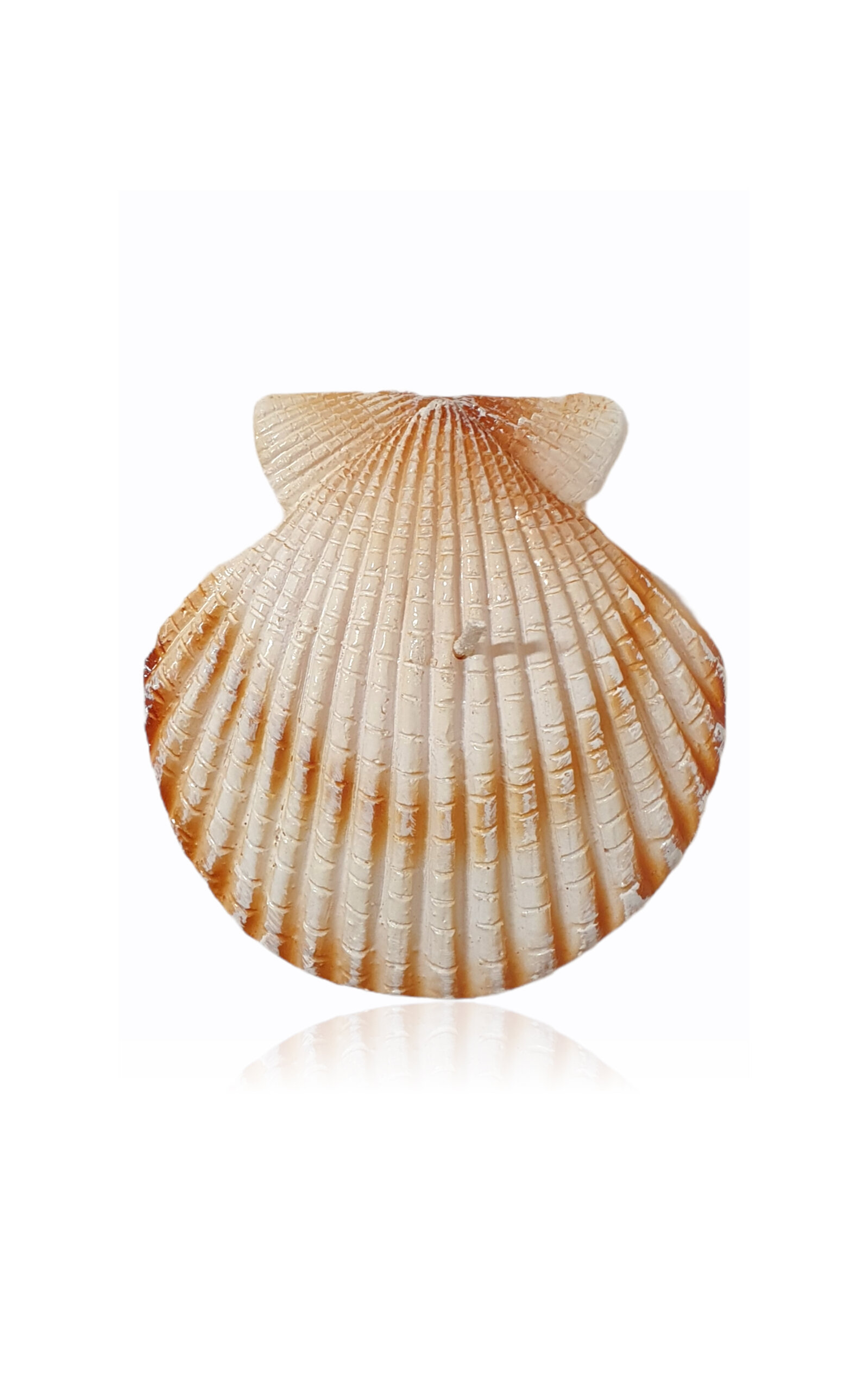Moda Domus Riviera Scallop Shell Candle In Multi
