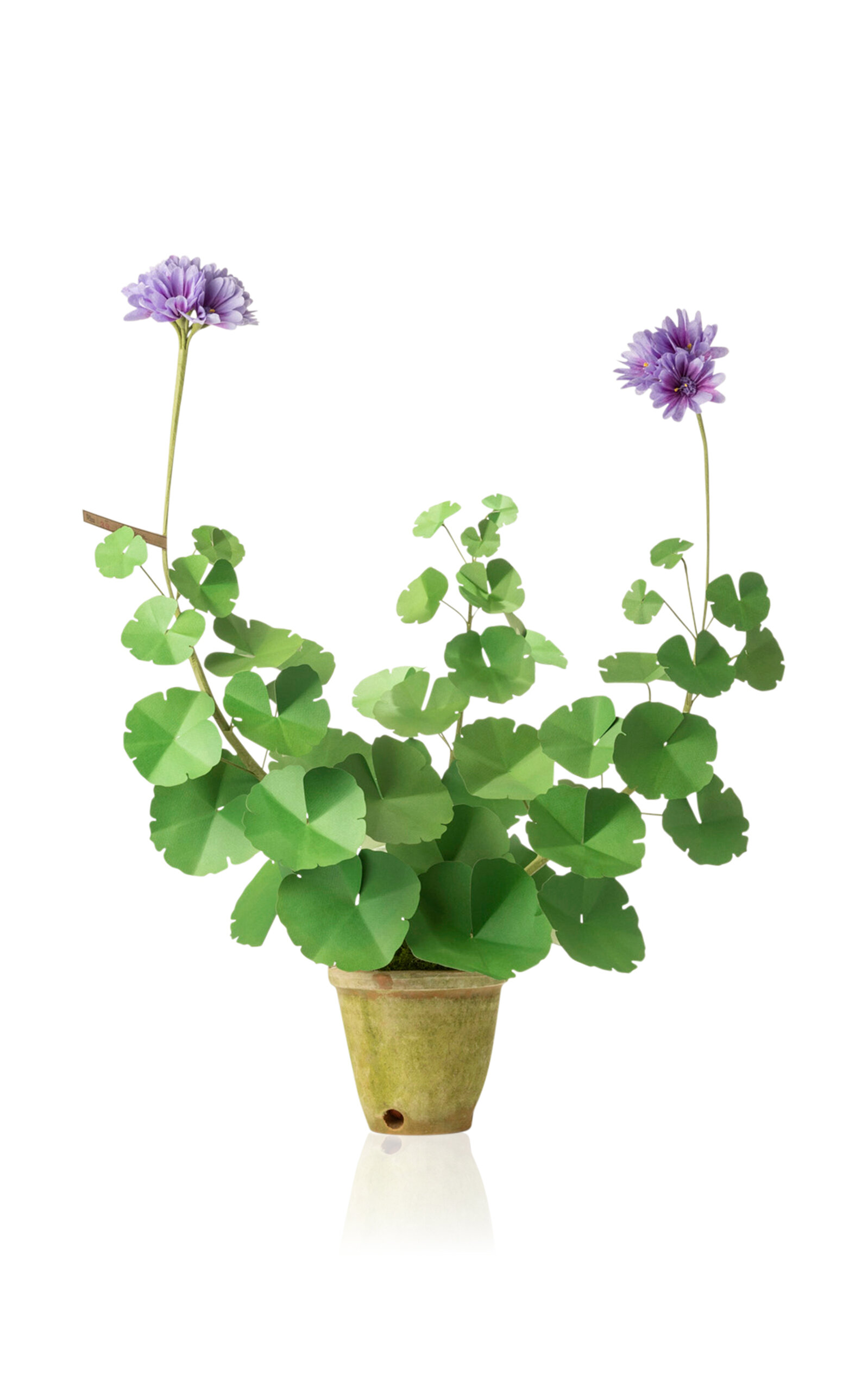 The Green Vase Paper Geranium Plant - Purple