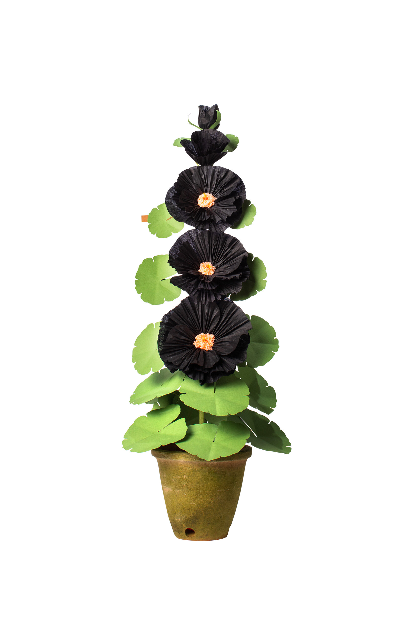 The Green Vase Hollyhock Paper Plant - Black