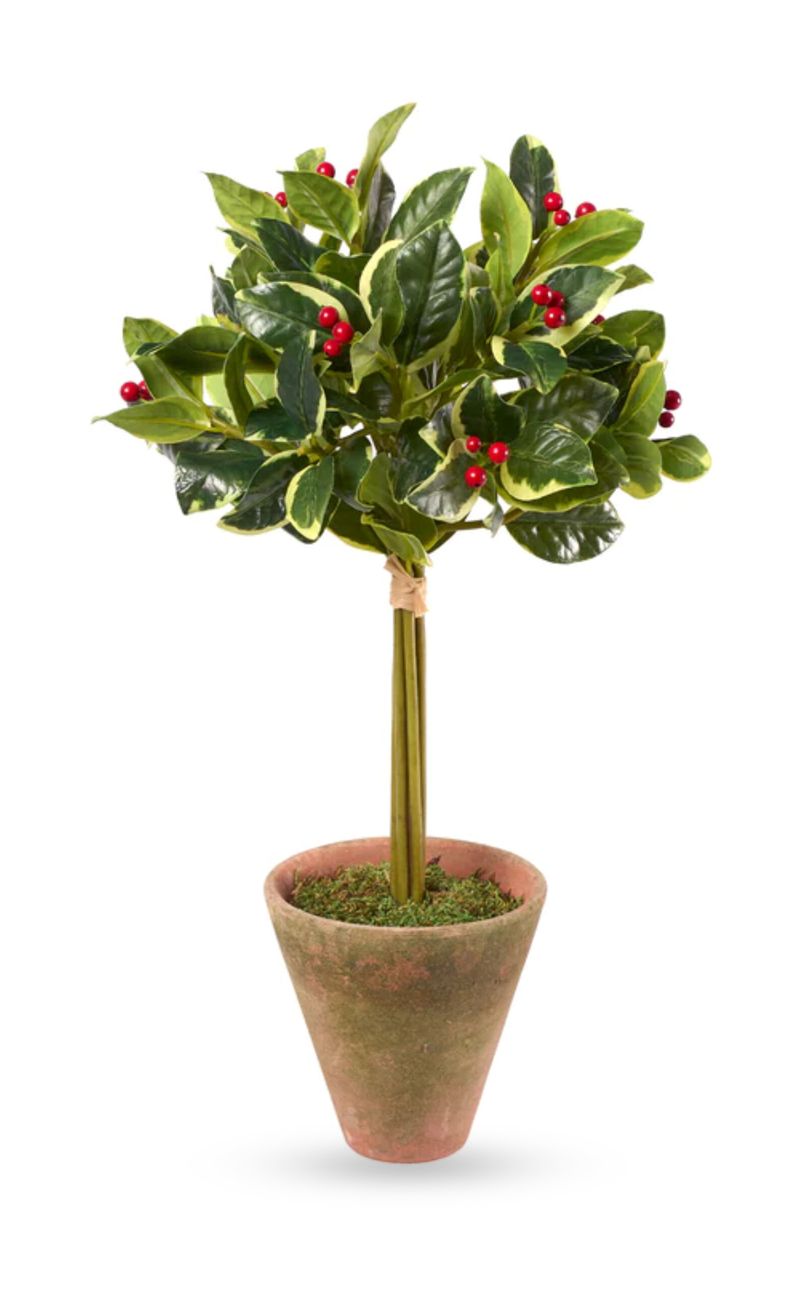 Diane James Designs Holly Topiary In Mossy Planter In Multi
