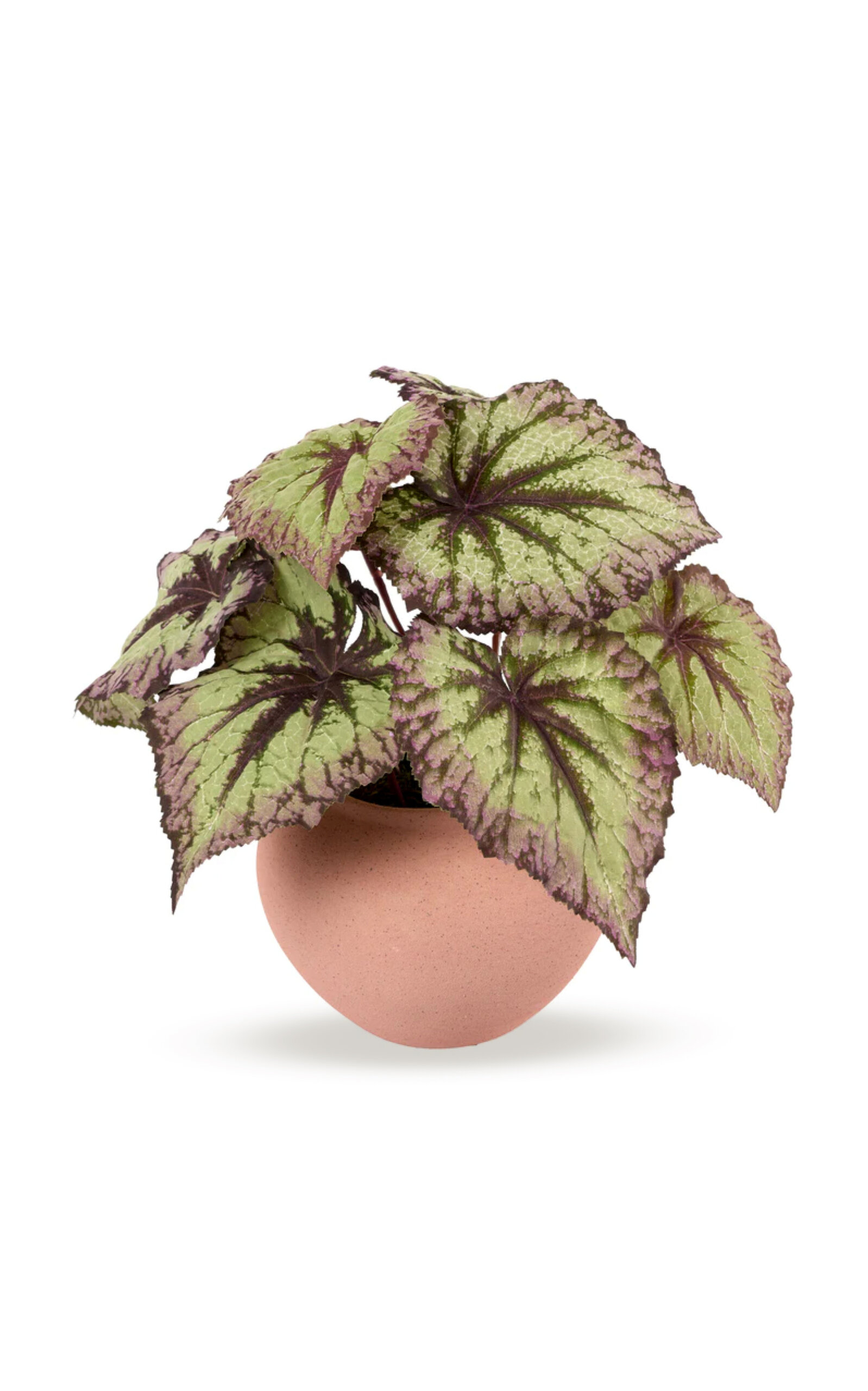 Diane James Designs Begonia Bush In Ceramic Pot In Multi