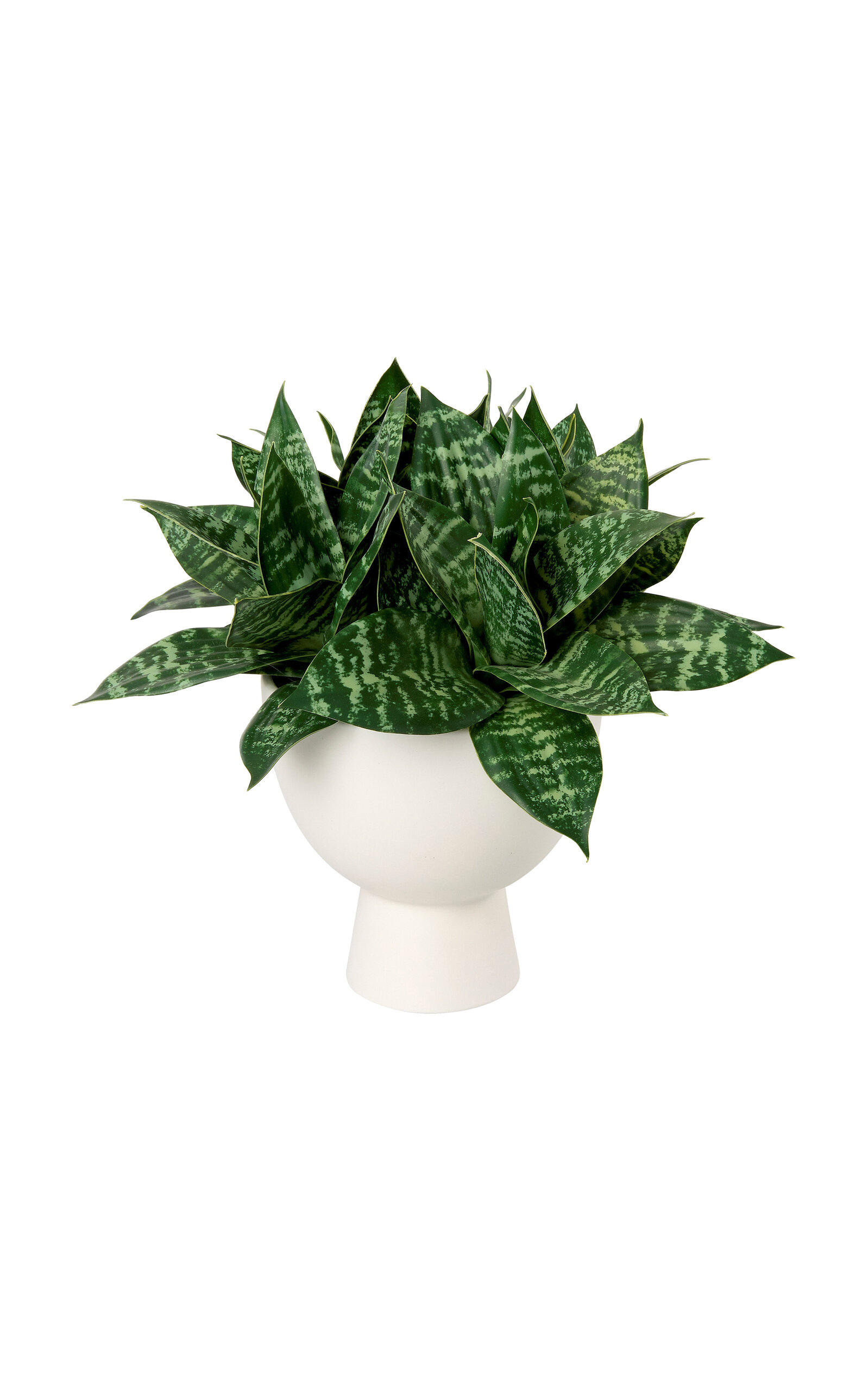 Diane James Designs Snake Plant In White Footed Planter In Green