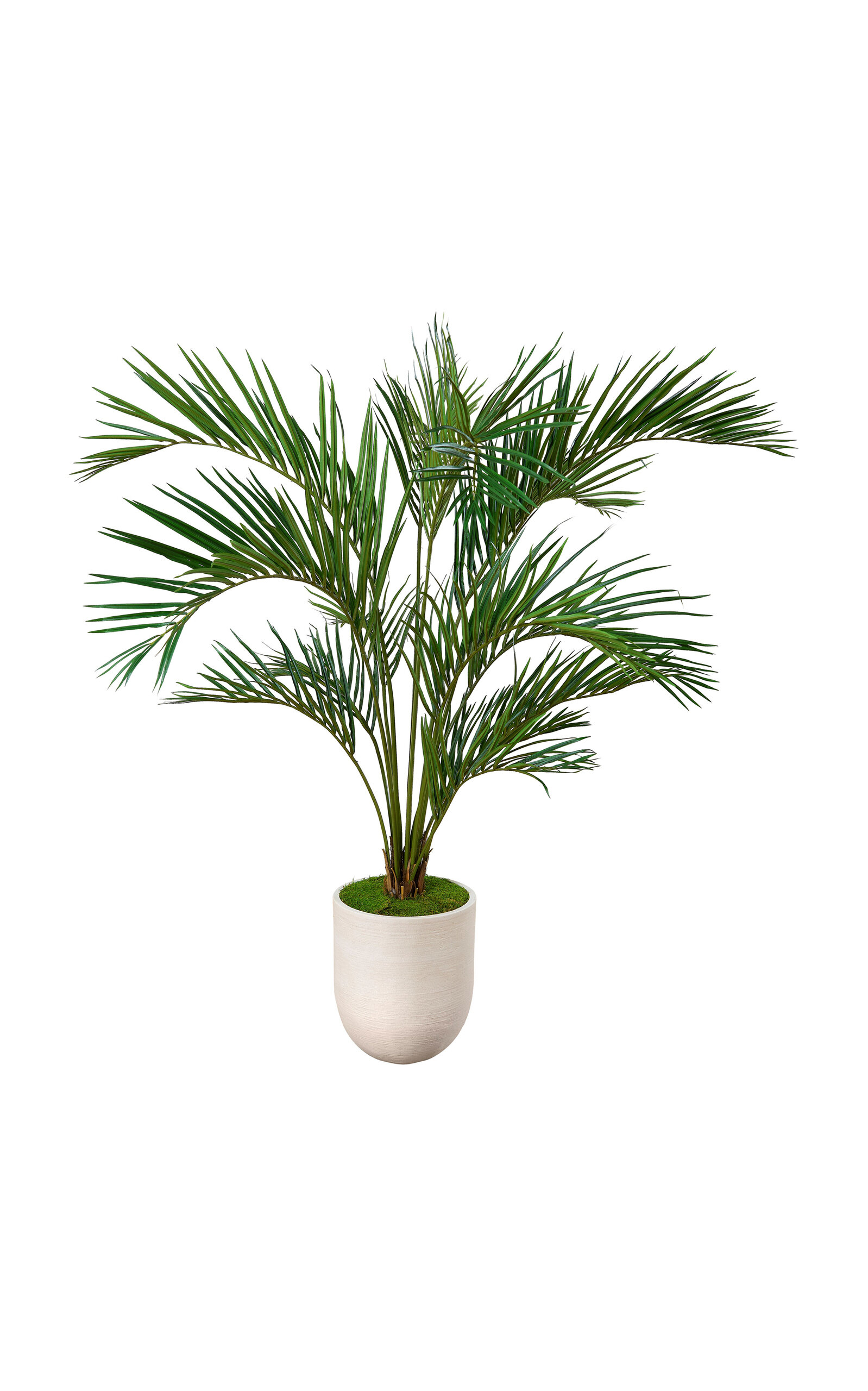 Diane James Designs Areca Palm Tree In White Planter In Green