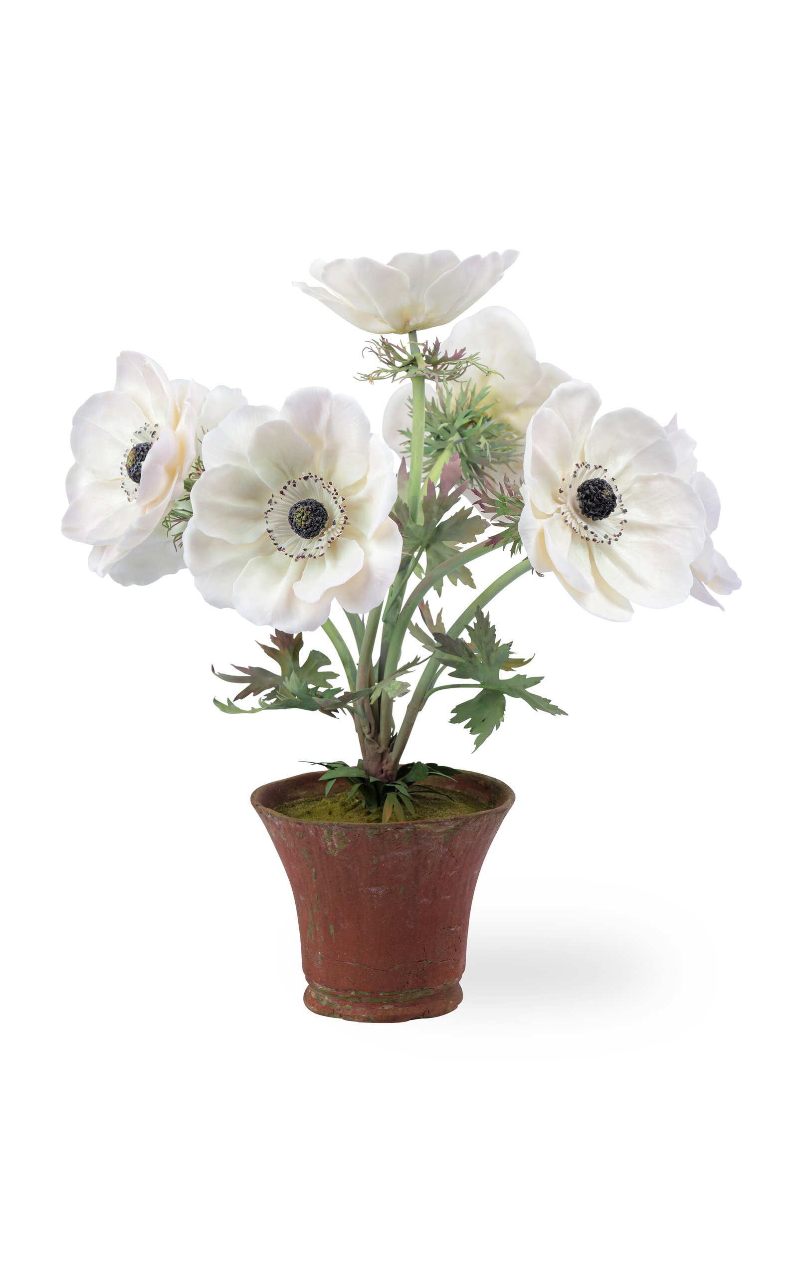 Vladimir Kanevsky Handcrafted Porcelain Anemones In Multi ModeSens