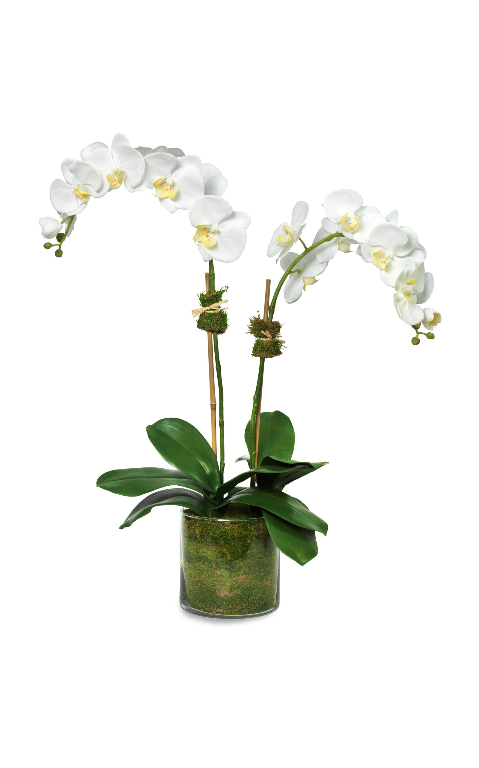 Diane James Designs White Phalaenopsis Orchid - White