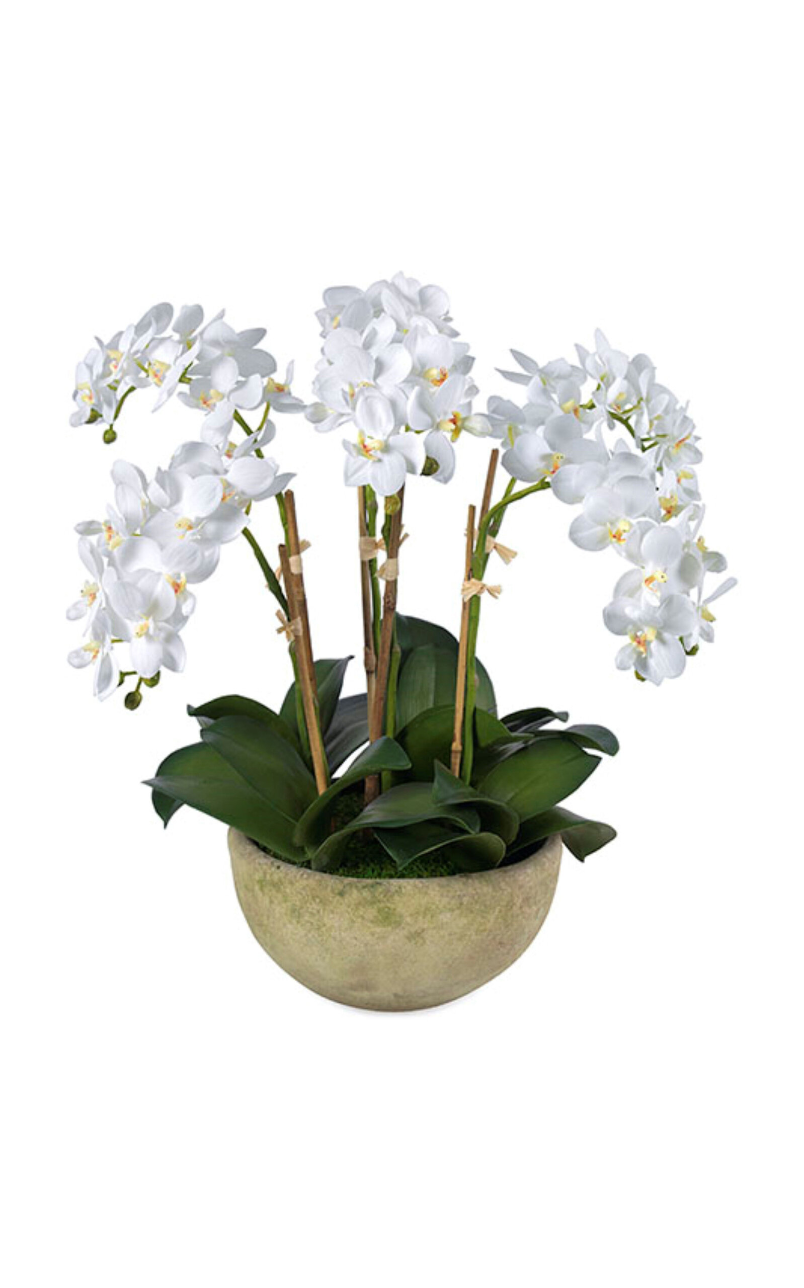Diane James Designs Phalaenopsis Orchids - White