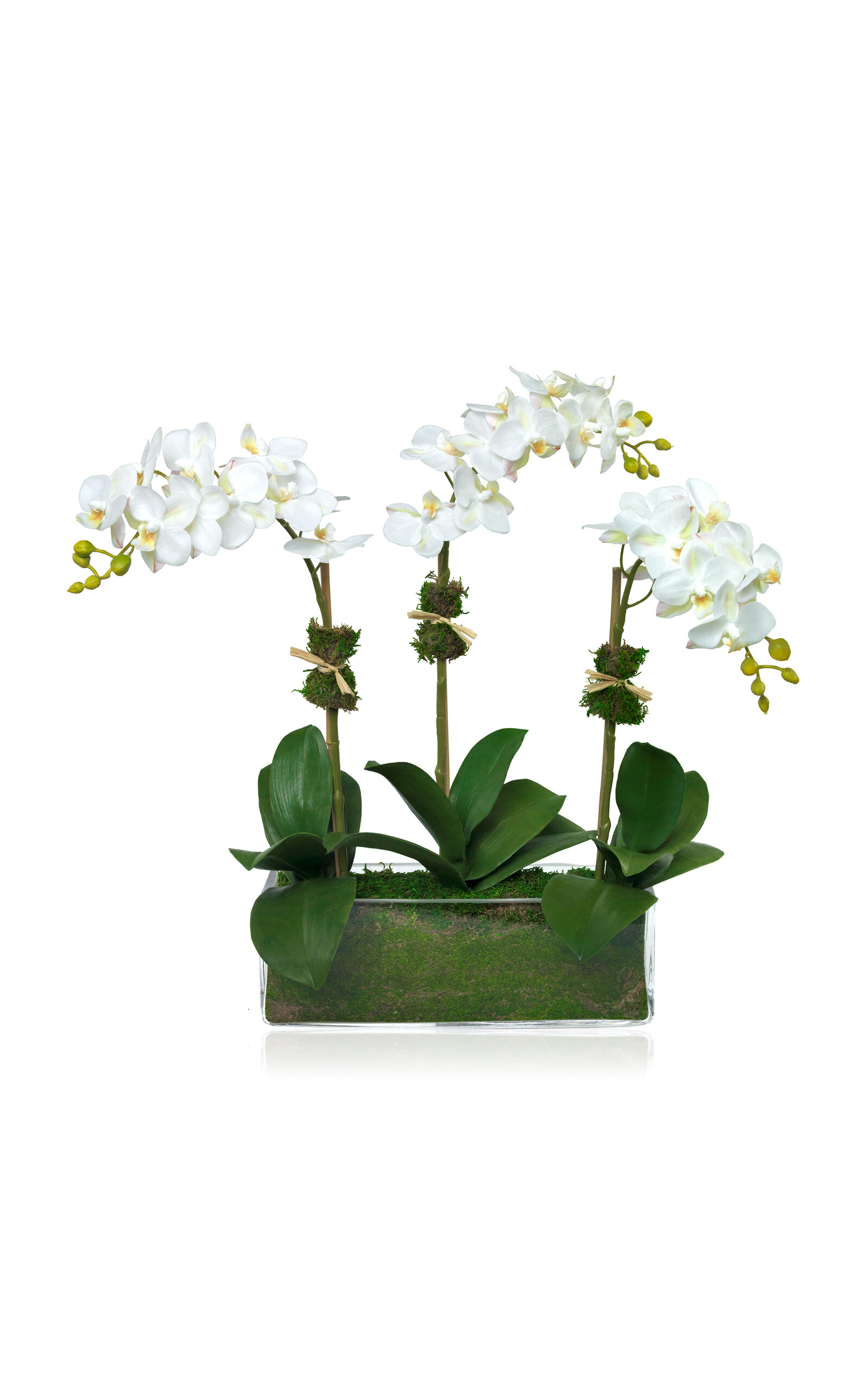 Diane James Designs Phalaenopsis Orchids - White